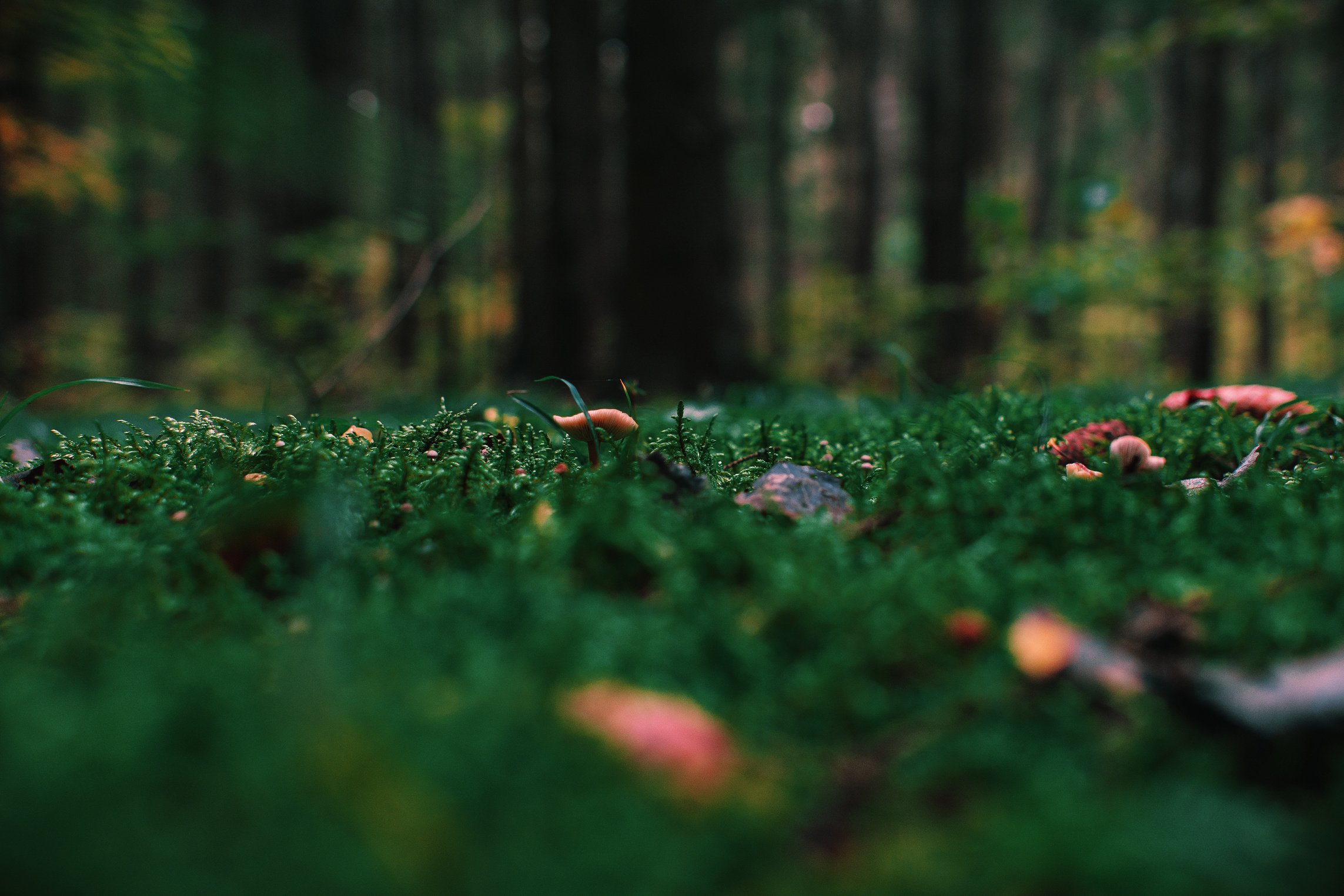 Photo of Green Grass